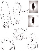 Espce Labidocera pavo - Planche 14 de figures morphologiques