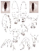 Espce Labidocera pectinata - Planche 14 de figures morphologiques