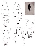 Species Labidocera sp.2 - Plate 1 of morphological figures