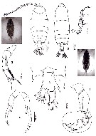 Species Pontella diagonalis - Plate 6 of morphological figures