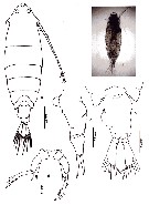 Species Pontella fera - Plate 19 of morphological figures