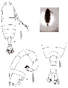 Espce Ivellopsis elephas - Planche 8 de figures morphologiques