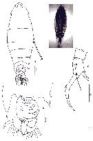 Species Pontella spinipes - Plate 9 of morphological figures