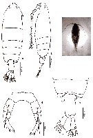 Espce Pontella valida - Planche 2 de figures morphologiques