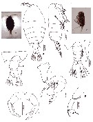 Espce Pontellopsis inflatodigitata - Planche 4 de figures morphologiques