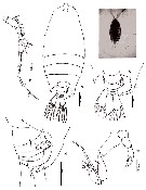 Espce Pontellopsis macronyx - Planche 10 de figures morphologiques