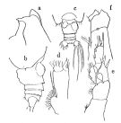 Espce Euchirella bitumida - Planche 1 de figures morphologiques