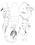 Espce Scottocalanus setosus - Planche 1 de figures morphologiques