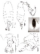 Species Pontellopsis perspicax - Plate 13 of morphological figures
