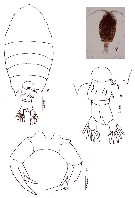 Espce Pontellopsis scotti - Planche 5 de figures morphologiques