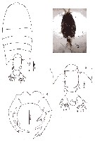 Espce Pontellopsis sp. - Planche 1 de figures morphologiques