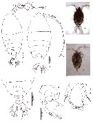 Species Pontellina morii - Plate 15 of morphological figures