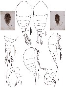 Espce Temora turbinata - Planche 20 de figures morphologiques