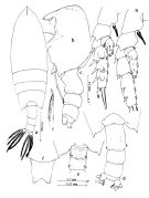 Espce Scottocalanus thomasi - Planche 2 de figures morphologiques