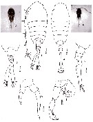 Espce Tortanus (Tortanus) forcipatus - Planche 10 de figures morphologiques