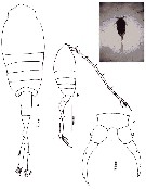 Espce Tortanus (Tortanus) gracilis - Planche 7 de figures morphologiques