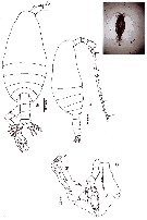 Espce Cosmocalanus darwini - Planche 18 de figures morphologiques