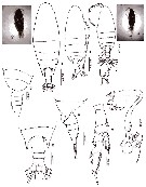 Espce Undinula vulgaris - Planche 28 de figures morphologiques