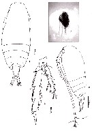Species Acrocalanus gracilis - Plate 10 of morphological figures