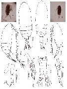 Espce Paracalanus aculeatus - Planche 14 de figures morphologiques
