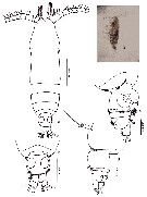 Espce Calocalanus plumulosus - Planche 13 de figures morphologiques
