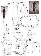 Espce Pareucalanus attenuatus - Planche 30 de figures morphologiques
