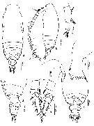 Espce Subeucalanus crassus - Planche 18 de figures morphologiques