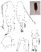 Espce Clausocalanus arcuicornis - Planche 23 de figures morphologiques