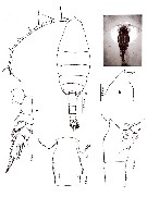 Espce Euchaeta marina - Planche 36 de figures morphologiques