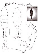 Espce Euchaeta rimana - Planche 17 de figures morphologiques