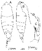 Species Pontella valida - Plate 3 of morphological figures