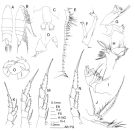 Espce Labidocera cervi - Planche 2 de figures morphologiques