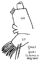 Espce Paraeuchaeta dactylifera - Planche 3 de figures morphologiques
