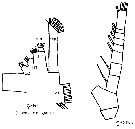 Espce Euaugaptilus aliquantus - Planche 3 de figures morphologiques
