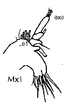 Espce Euaugaptilus magnus - Planche 13 de figures morphologiques