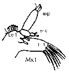 Espce Euaugaptilus nodifrons - Planche 19 de figures morphologiques