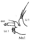Espce Euaugaptilus longimanus - Planche 10 de figures morphologiques
