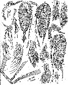 Espce Euaugaptilus longimanus - Planche 11 de figures morphologiques