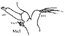 Espce Euaugaptilus bullifer - Planche 14 de figures morphologiques