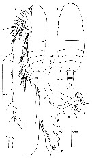 Espce Euaugaptilus pachychaeta - Planche 1 de figures morphologiques
