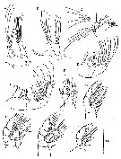 Espce Euaugaptilus pachychaeta - Planche 2 de figures morphologiques