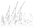 Espce Pontella novaezealandiae - Planche 3 de figures morphologiques