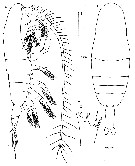 Espce Euaugaptilus hulsemannae - Planche 1 de figures morphologiques
