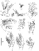 Espce Euaugaptilus hulsemannae - Planche 2 de figures morphologiques