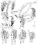 Espce Euaugaptilus roei - Planche 2 de figures morphologiques