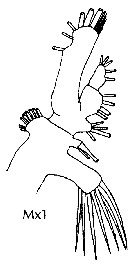 Espce Haloptilus austini - Planche 2 de figures morphologiques