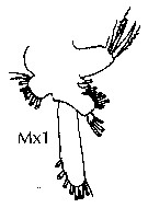 Espce Haloptilus spiniceps - Planche 19 de figures morphologiques