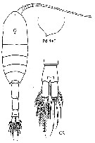 Espce Metridia lucens - Planche 18 de figures morphologiques