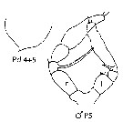 Espce Metridia lucens - Planche 19 de figures morphologiques