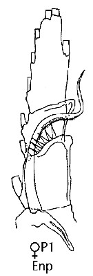Espce Neocalanus robustior - Planche 17 de figures morphologiques